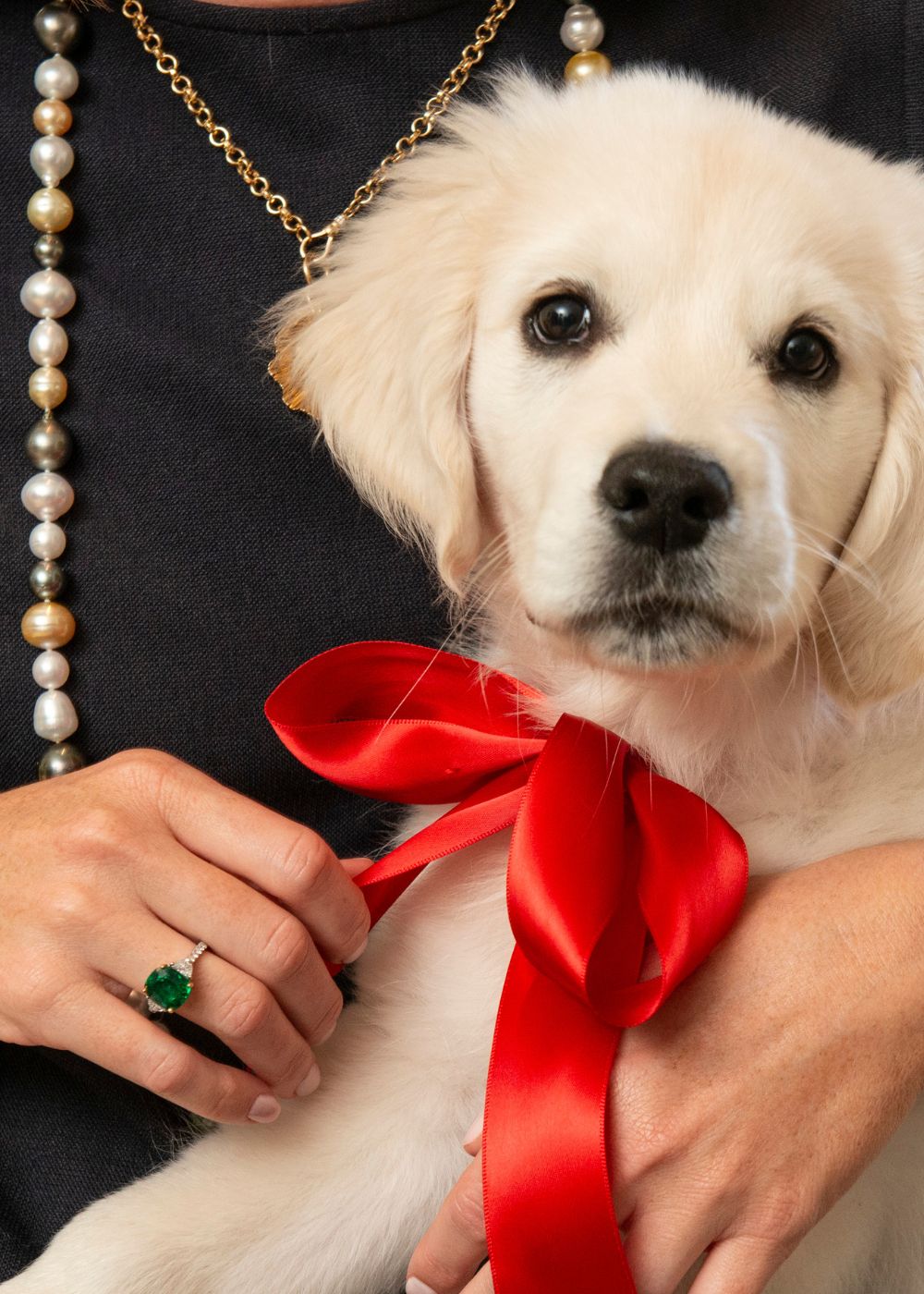 a dog with a red bow